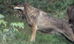 Avvistato un lupo a Villareggia