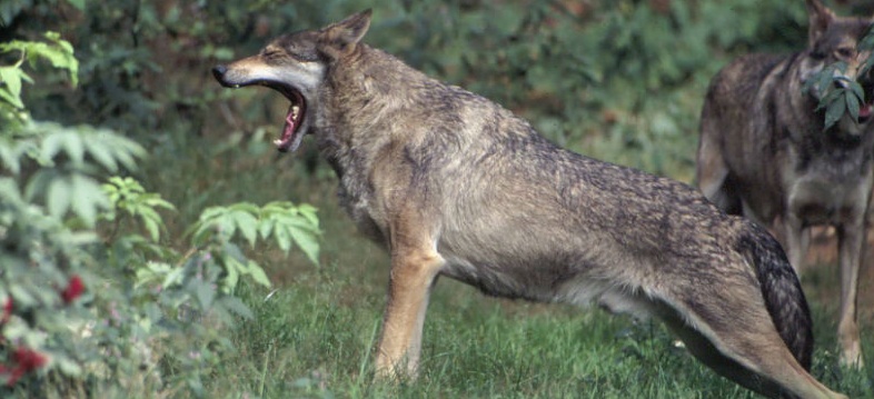 Cresce la preoccupazione:  “La presunta presenza del Lupo nelle colline del Chivassese deve avere riscontri dall’ISPRA”