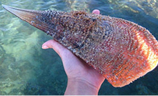 Pesca un esemplare di Pinna Nobilis: denunciato un 27enne