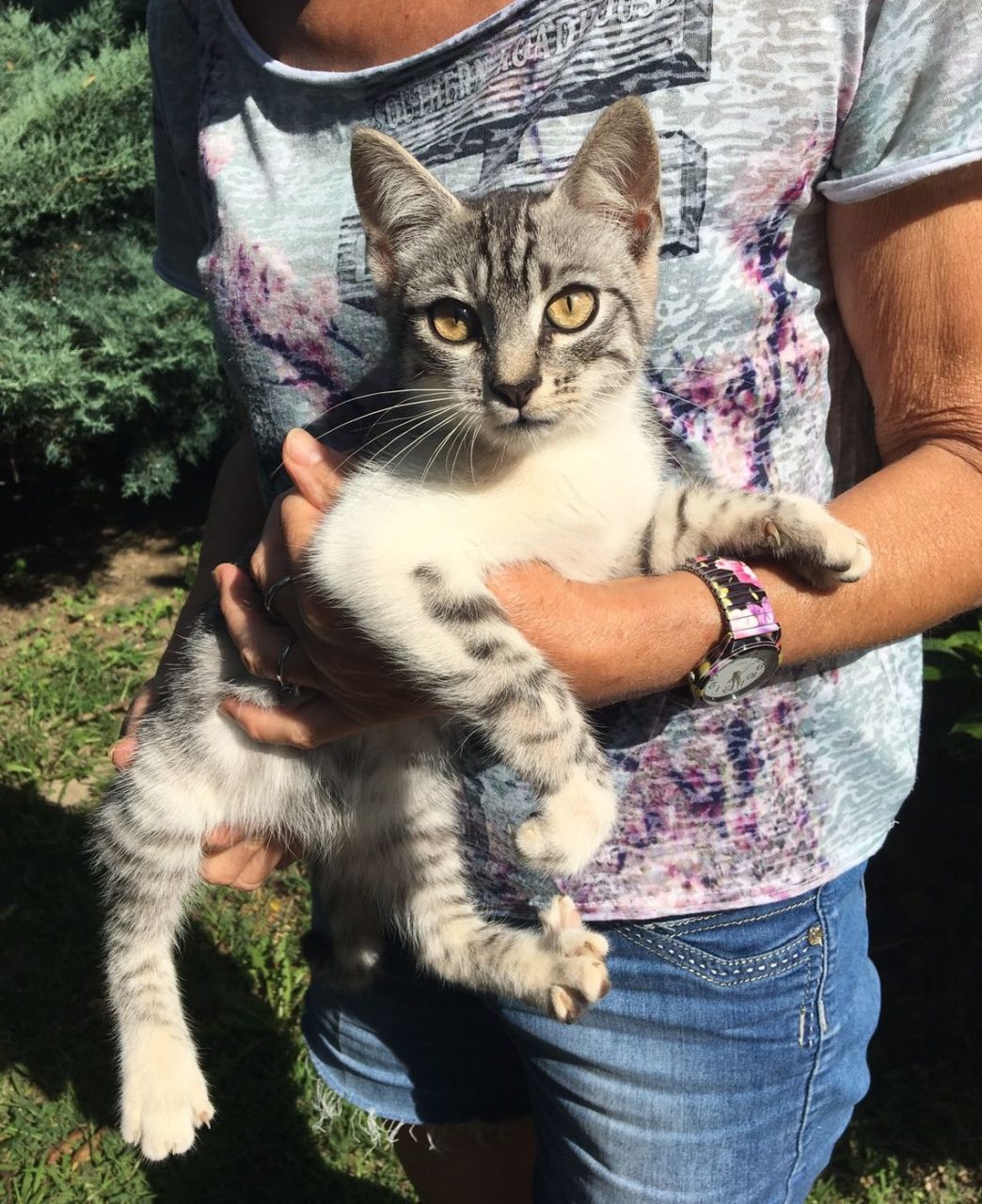 Ritrovato un gattino in via Per Torrazza a Verolengo