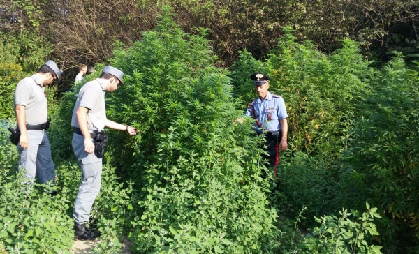 Scoperta una coltivazione di 2804 piante di “marijuana”