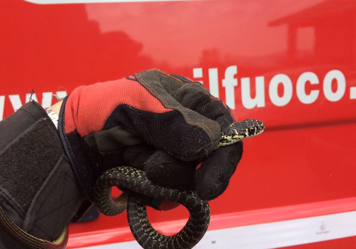 Serpente si nasconde in auto durante il viaggio di una famiglia
