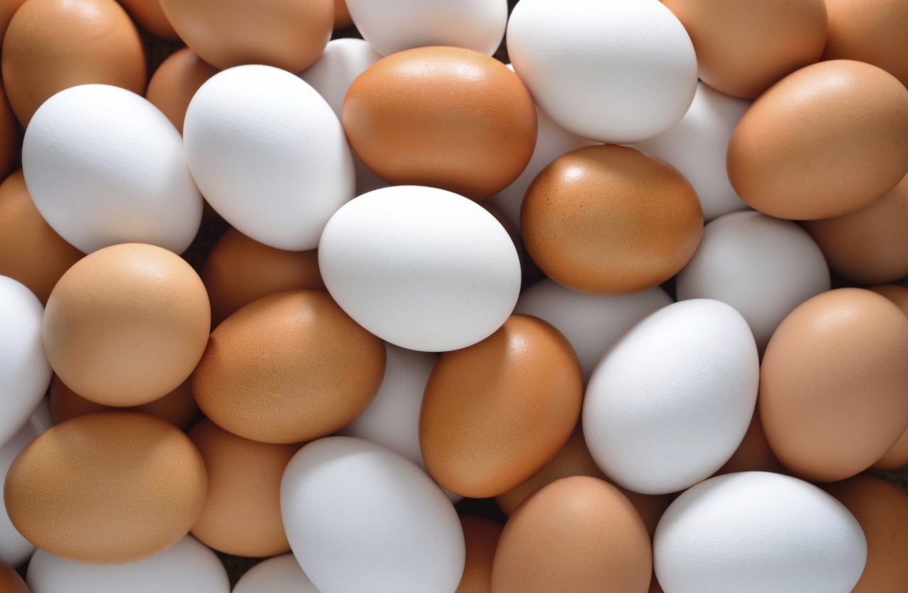 Allarme salmonella nelle uova un nuovo ritiro dal Ministero