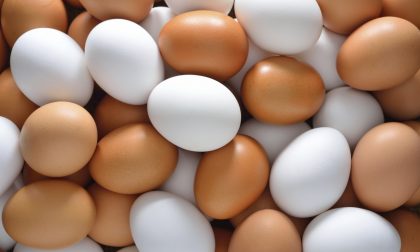 Uova contaminate dal Finopril, controlli anche nel torinese