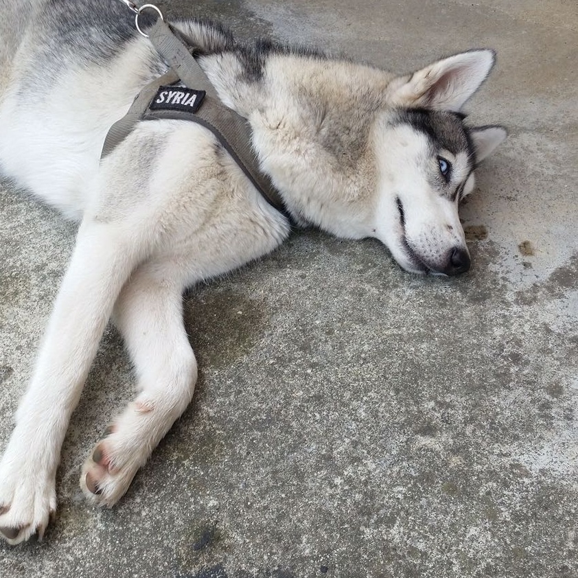 Verolengo, ritrovato un cane: si cerca il proprietario