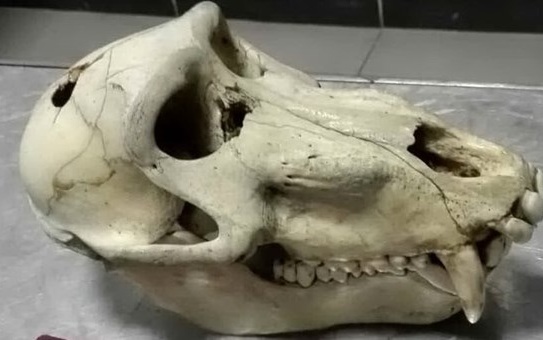 In valigia aveva un cranio di babbuino: fermato e sanzionato