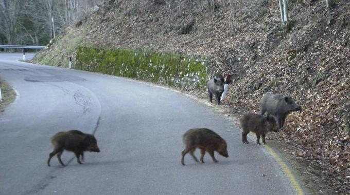 Emergenza cinghiali Vercellese invaso