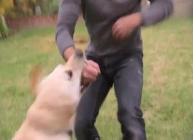 Cani azzannano tre ragazzini