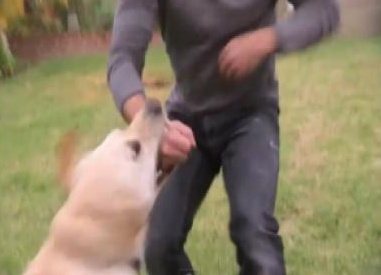 Cani azzannano tre ragazzini