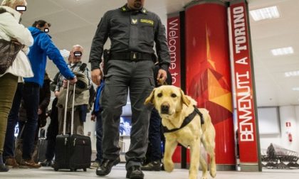 Il fiuto del cane anti-soldi Zeby fa scoprire 200mila euro