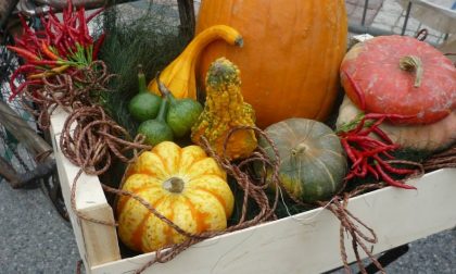 Parte la Sagra della Zucca 2017