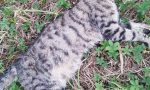 Gatti uccisi caccia al killer