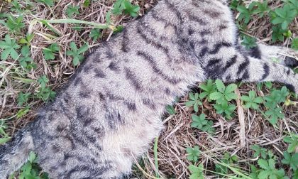 Trovato morto un altro gatto: si cerca il padrone