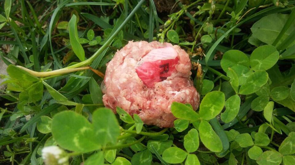 Trovata carne nel bosco si teme avvelenamento