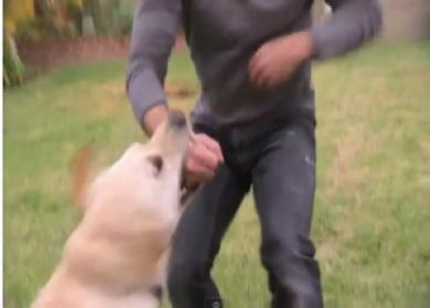 Cani da guardia delle greggi aggrediscono i passanti