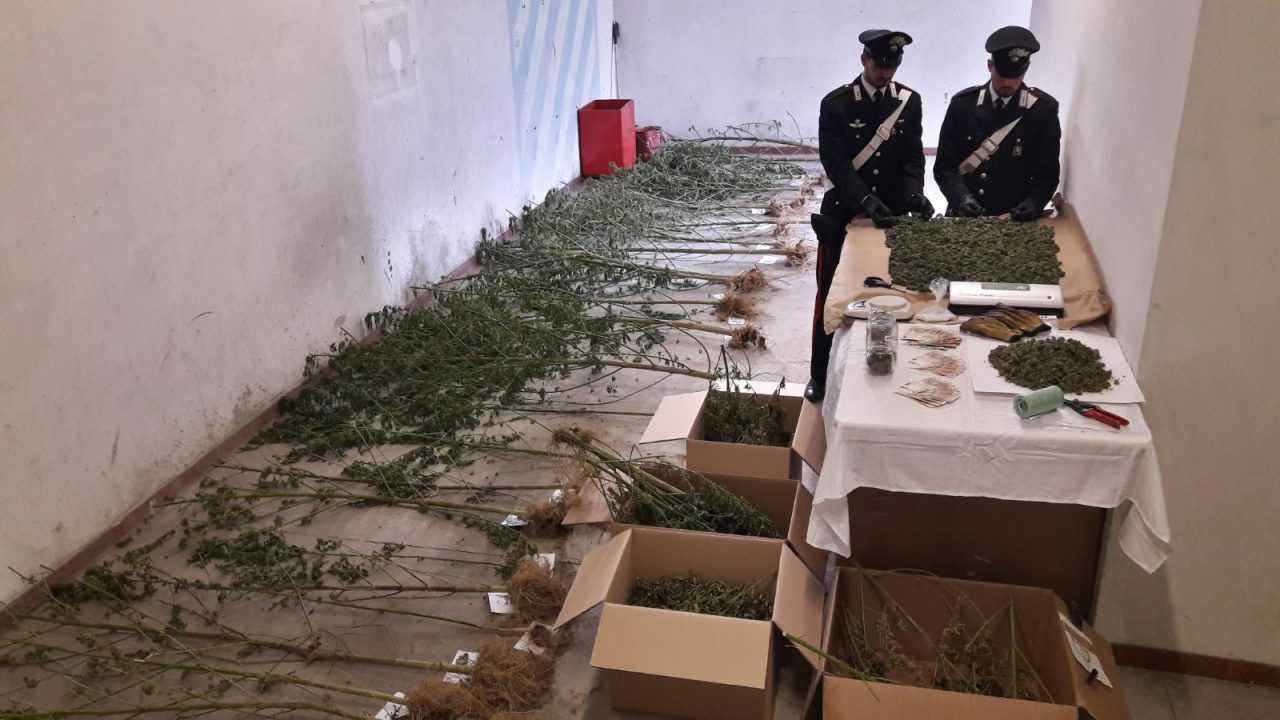 Coltiva marijuana nel bosco arrestato operaio