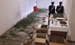 Coltiva marijuana nel bosco arrestato operaio