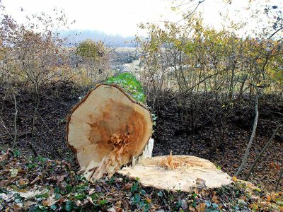 Taglio siepi ordinanza del Comune