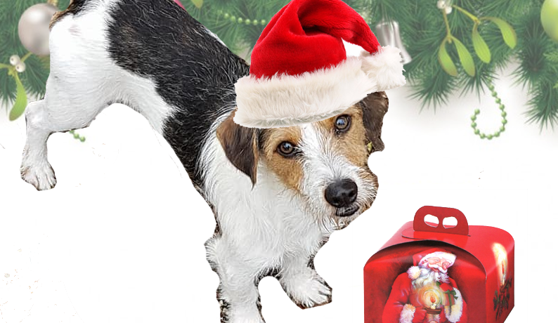 Cani abbandonati arrivano aiuti