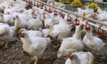 Scoperto caso di influenza aviaria, l'allarme dell'Asl To4