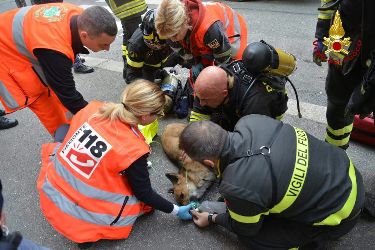Cane salvato da incendio palazzo LE FOTO