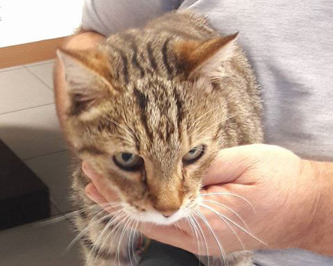 Giornata nazionale del gatto MANDATECI LE VOSTRE FOTO