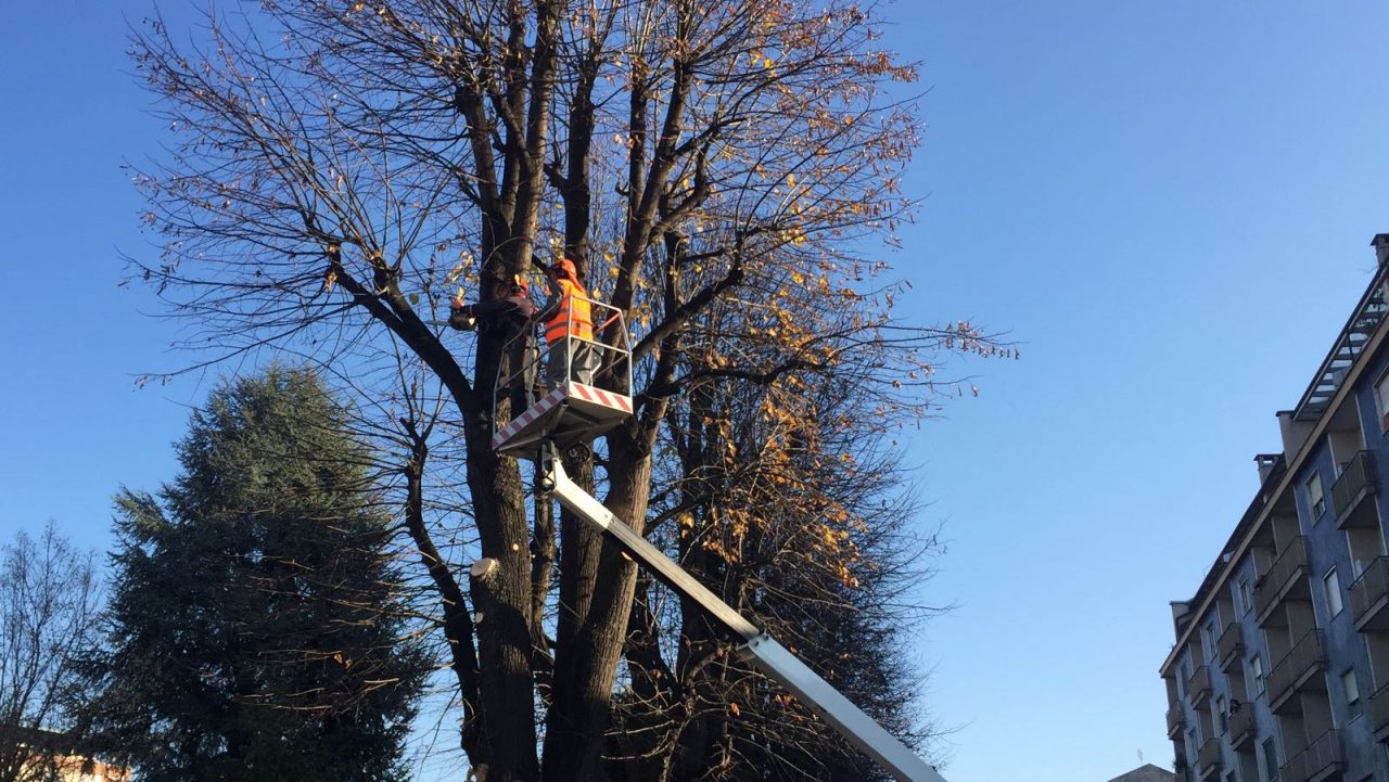 Taglio tigli partito l’abbattimento FOTO e VIDEO
