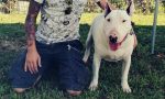 Bull terrier Sid ancora in canile IL VIDEO