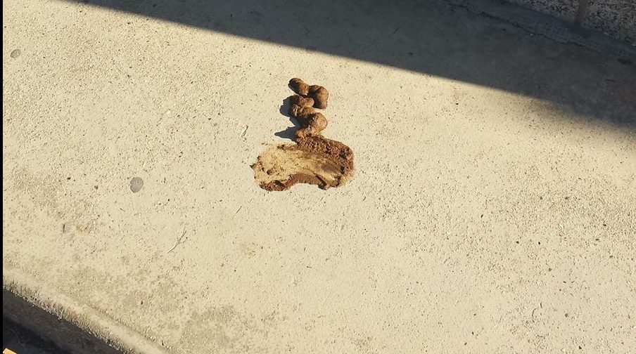 Cacche di cane invadono marciapiedi la denuncia