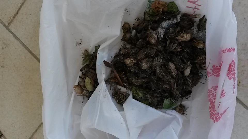 Invasione cimici asiatiche nelle case