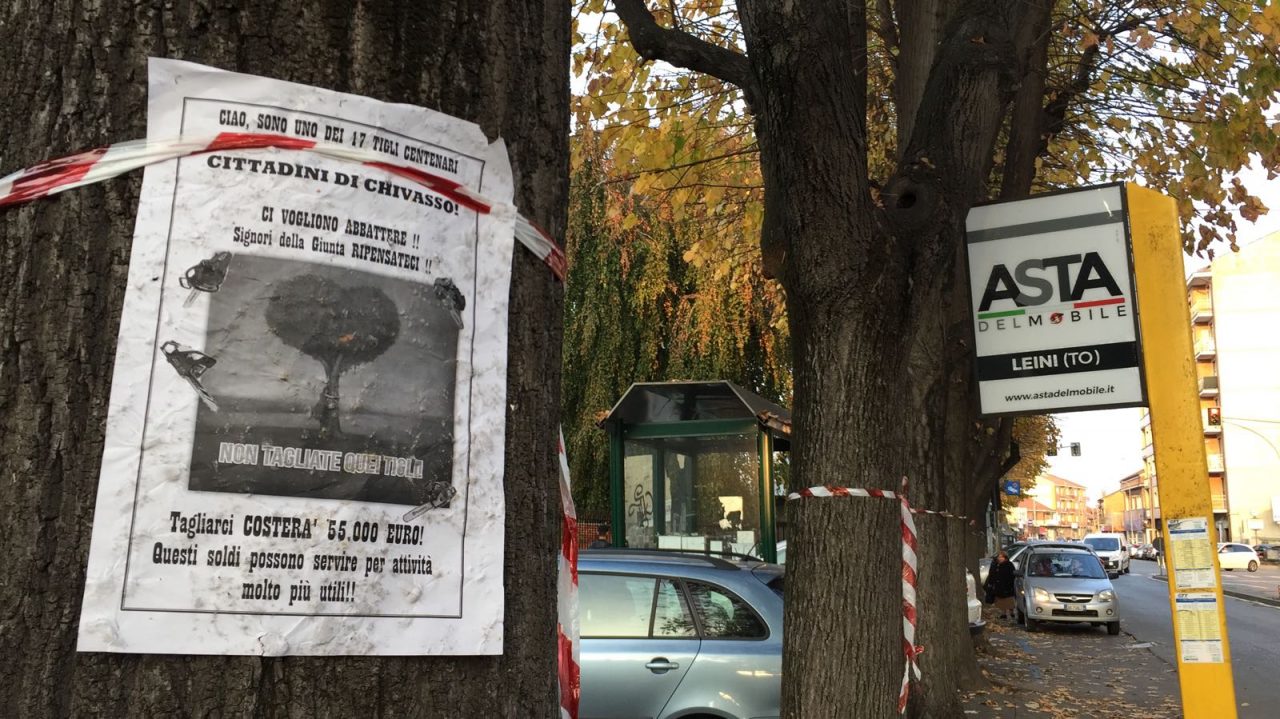 Tigli viale solo 2 da abbattere