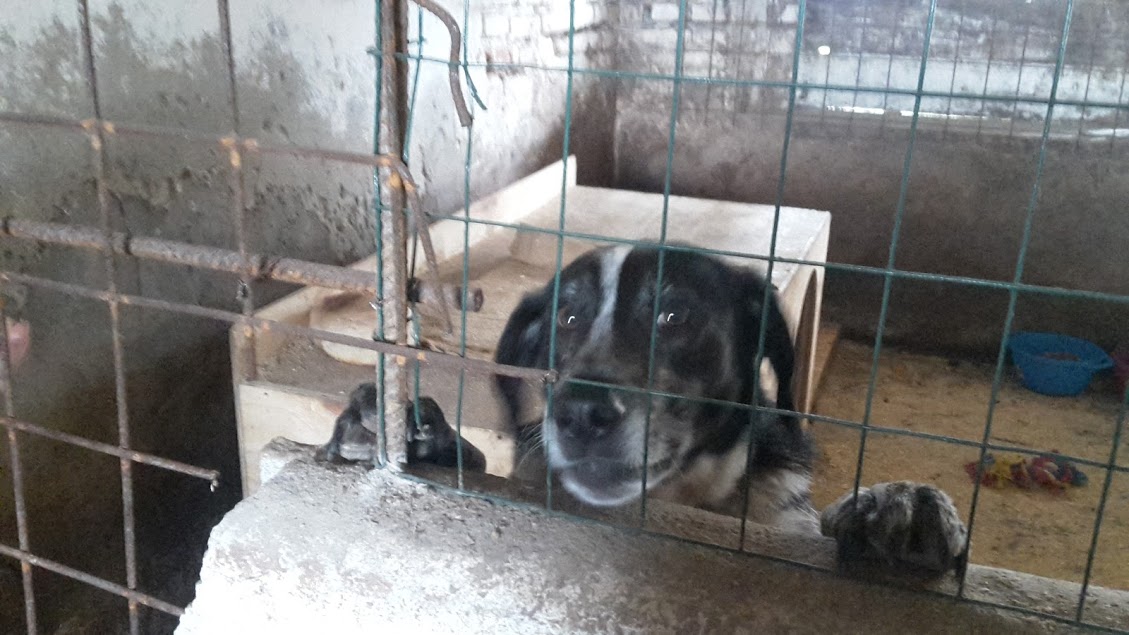 Adotti un cane tassa rifiuti scontata