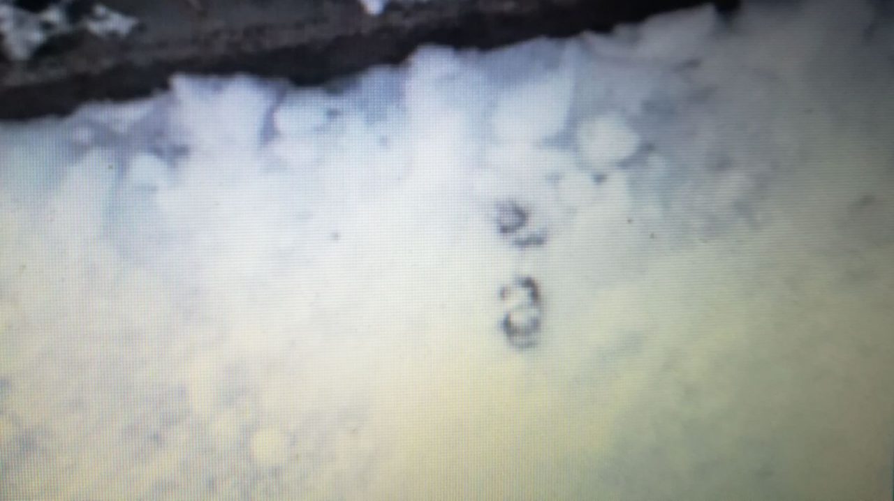 Cacche di cane nella neve la denuncia