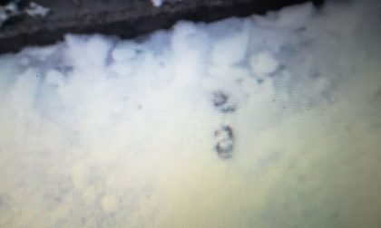 Cacche di cane nella neve la denuncia