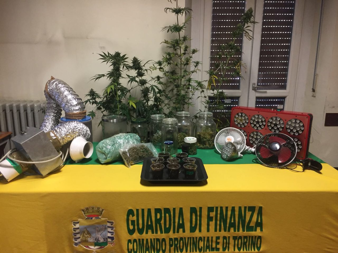 Piante di cannabis vicine al letto denunciato