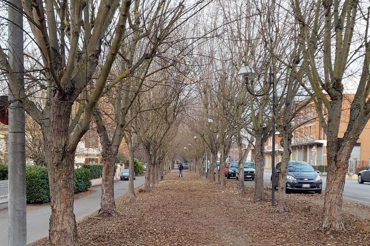 Taglio alberi viale Po 5Stelle contro Comune