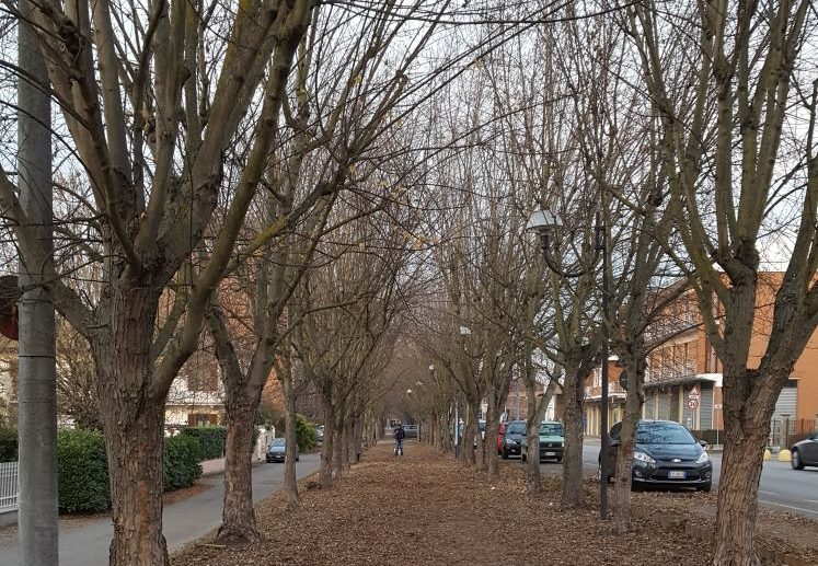 Taglio alberi viale Po Comune non si ferma