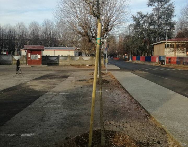 Comune pianta nuovi alberi LE FOTO