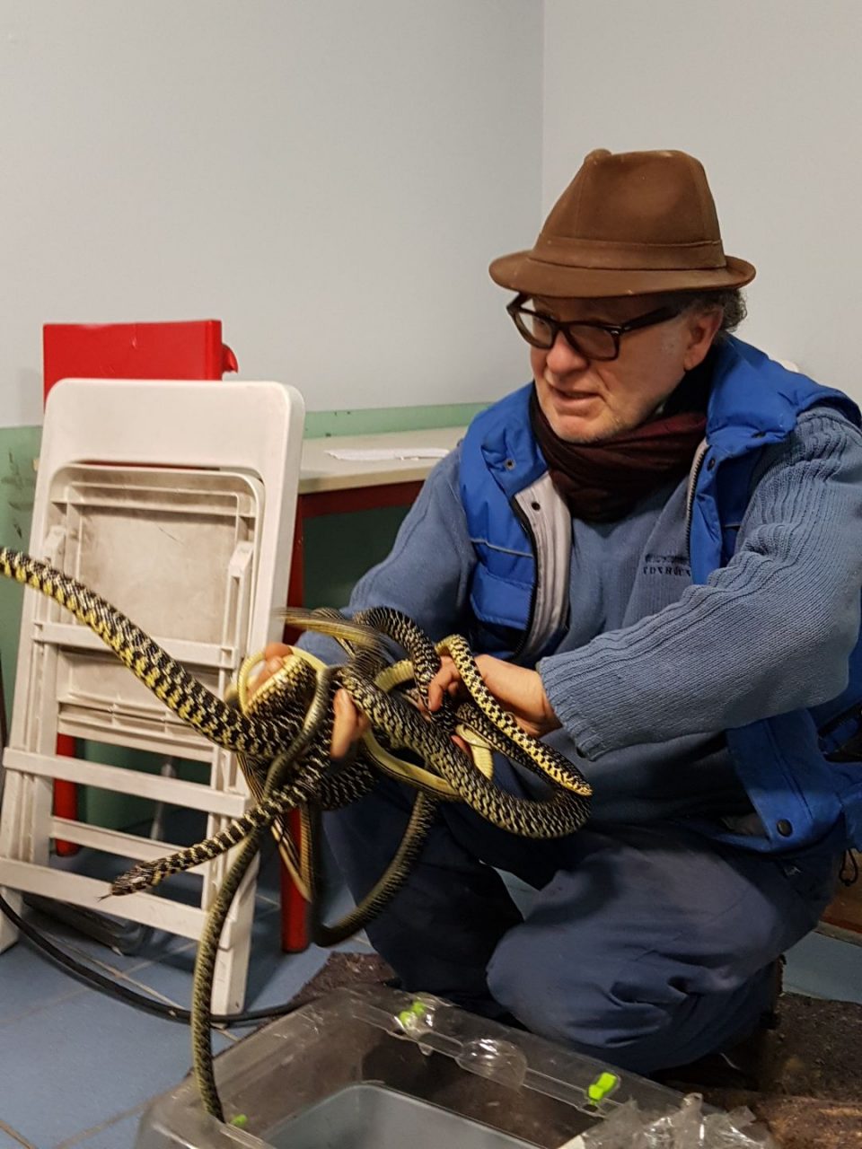 Serpenti lunghi due metri