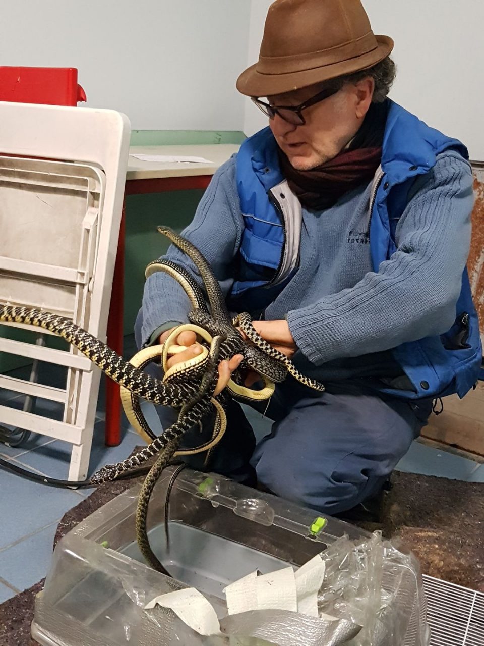 Serpenti lunghi due metri