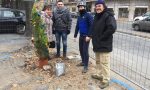 Tiglio abbattuto ambientalisti addobbano albero di Natale IL VIDEO