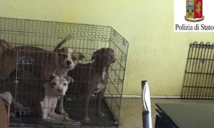 Cani legati o in gabbia in casa denunciata proprietaria
