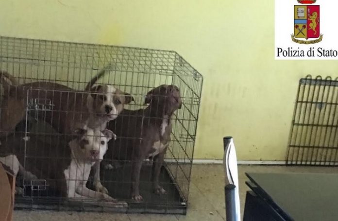 Cani legati o in gabbia in casa denunciata proprietaria