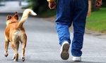 Cani senza guinzaglio, la denuncia di un pensionato