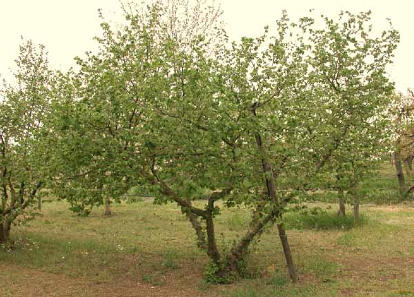 Rubati noccioli caccia ai ladri