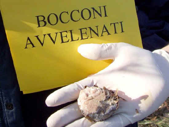 Bocconi avvelenati nel parco per uccidere gli animali