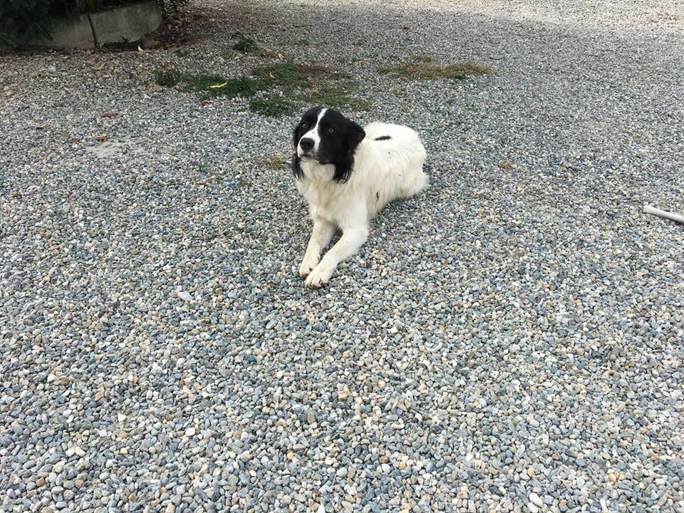 Cane scappa per paura a capodanno la famiglia lo cerca