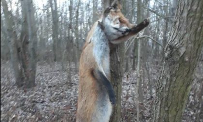 Uccidono e impiccano volpe caccia agli autori