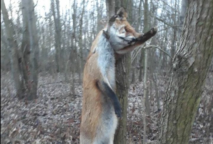 Uccidono e impiccano volpe caccia agli autori