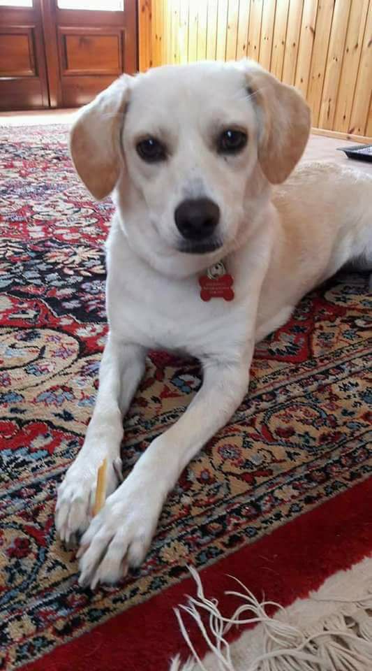 Cane scappa dopo l’incidente